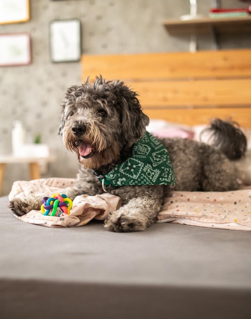 Pet Friendly Apartments Noblesville IN home10
