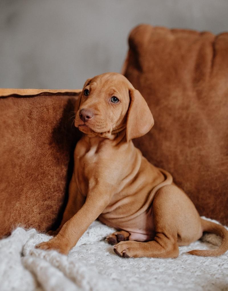 _Pet Friendly Apartments Noblesville Indiana Furry Babies